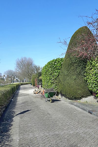 Gesnoeide beukenhaag met een strak geschoren topiary langs een tuinpad