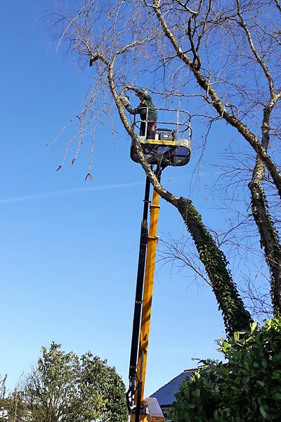 Boomverzorger van Buschman Hoveniers snoeit vanuit een hoogwerker een boom