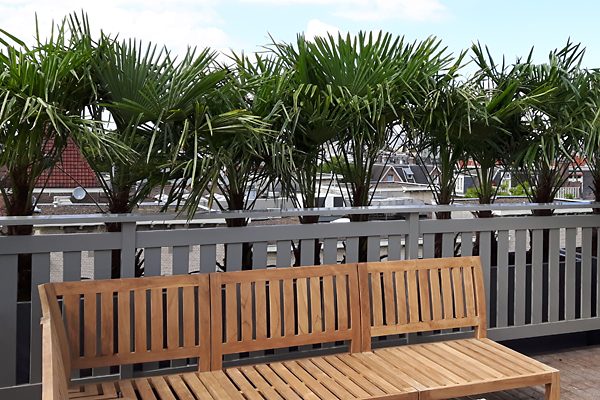 Daktuin met palmen in plantenbakken en een teakhouten bank boven de daken van de stad
