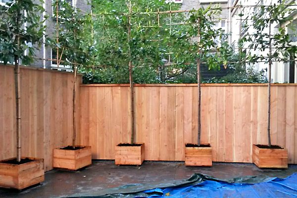 Nieuwe houten schutting met leibomen in houten plantenbakken ervoor